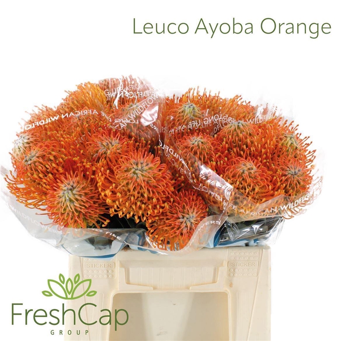 <h4>Leucospermum  'Ayoba Orange'</h4>