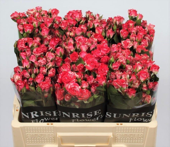 <h4>R TR FIREWORKS</h4>