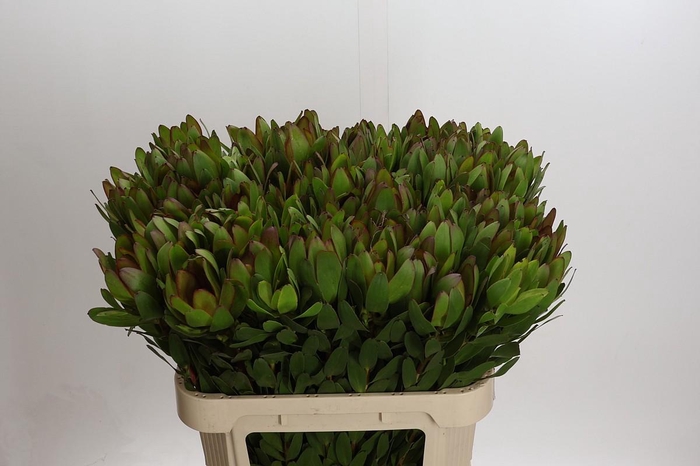<h4>Leucadendron Goldstrike</h4>