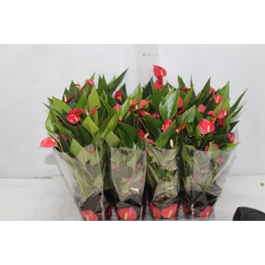ANTHURIUM MINI MILLION FLOWERS P09