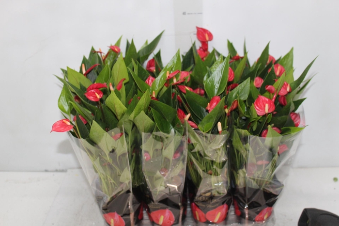<h4>ANTHURIUM MINI MILLION FLOWERS P09</h4>