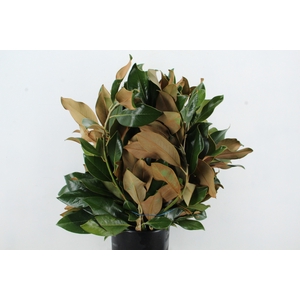 MAGNOLIA GRANDIFLORA 400GR