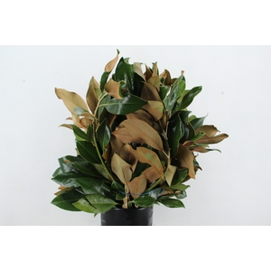 MAGNOLIA GRANDIFLORA 400GR