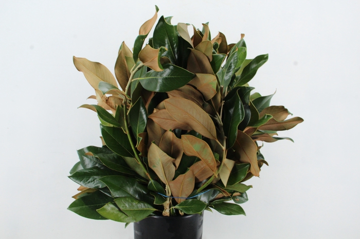 <h4>MAGNOLIA GRANDIFLORA 400GR</h4>