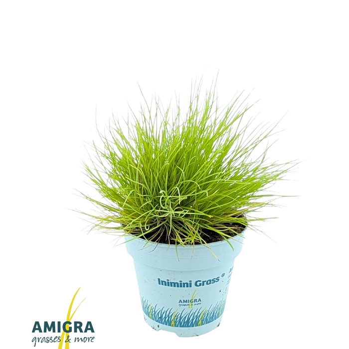 <h4>Festuca glauca AmiGold®</h4>