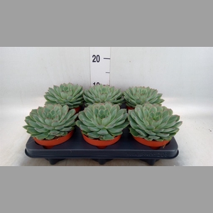 Echeveria pulidonis 'Sky Pearl'