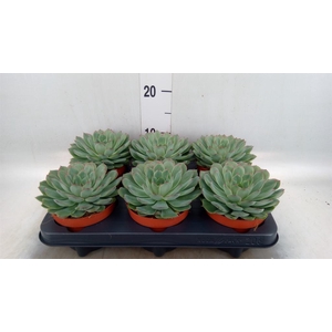 Echeveria pulidonis 'Sky Pearl'