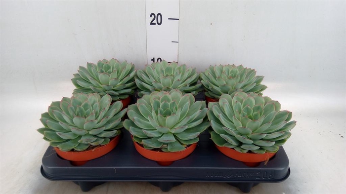 <h4>Echeveria pulidonis 'Sky Pearl'</h4>