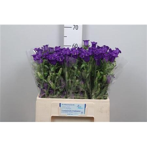 Camp M Champion Blue