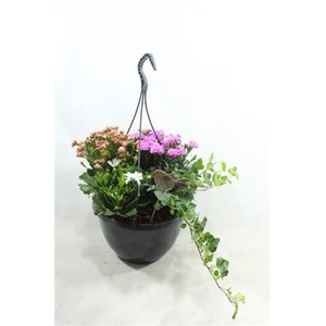 0964 Hangpot BT