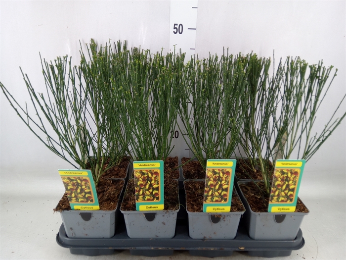 <h4>Cytisus  'Andreanus'</h4>