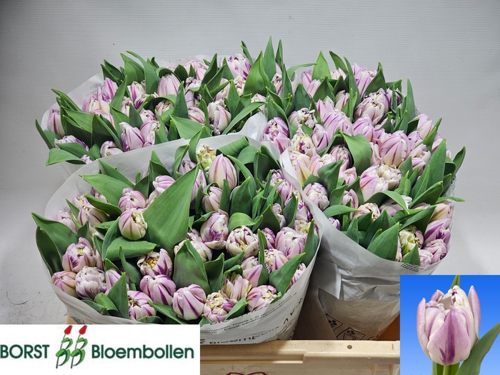 <h4>TU DU MYSTIC FLAME</h4>