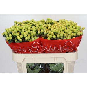 HYPERICUM SMILEY ROMANCE*