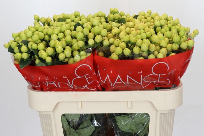 <h4>HYPERICUM SMILEY ROMANCE*</h4>