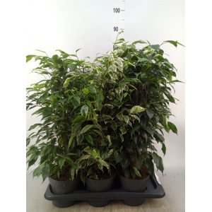 Ficus benja.   ...mix