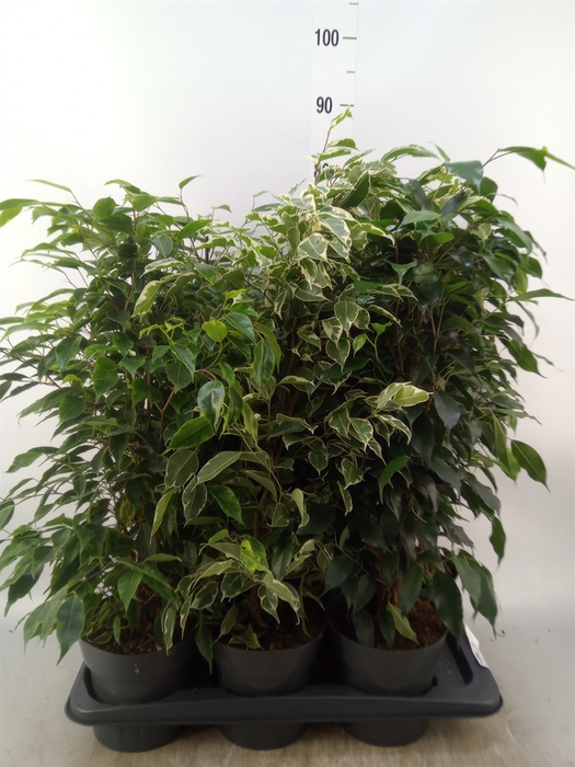 <h4>Ficus benja.   ...mix</h4>