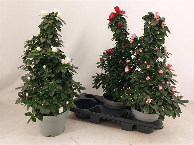 <h4>RHODO SI VOGEL GEM</h4>