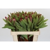 Protea Robijn
