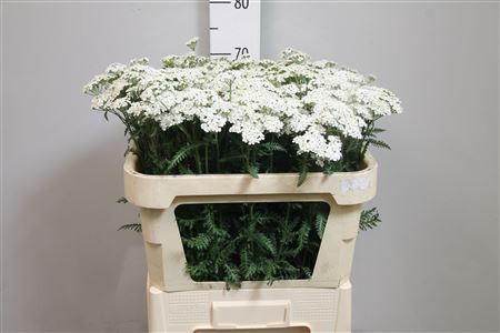 <h4>Achil M White Beauty</h4>