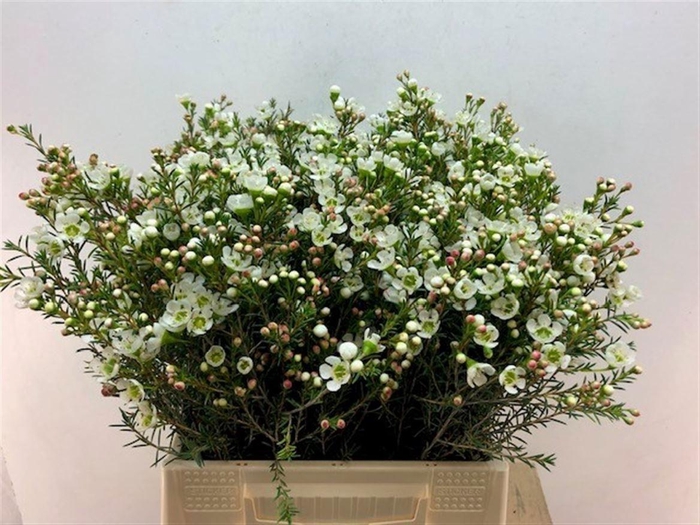 <h4>CHAME ME SIRIUS</h4>