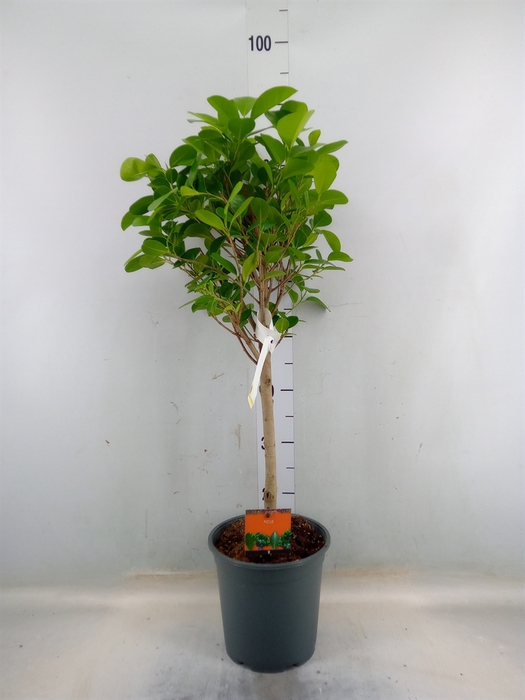 <h4>Ficus microcarpa 'Moclame'</h4>