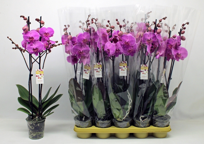 <h4>Phal Ov Paars</h4>