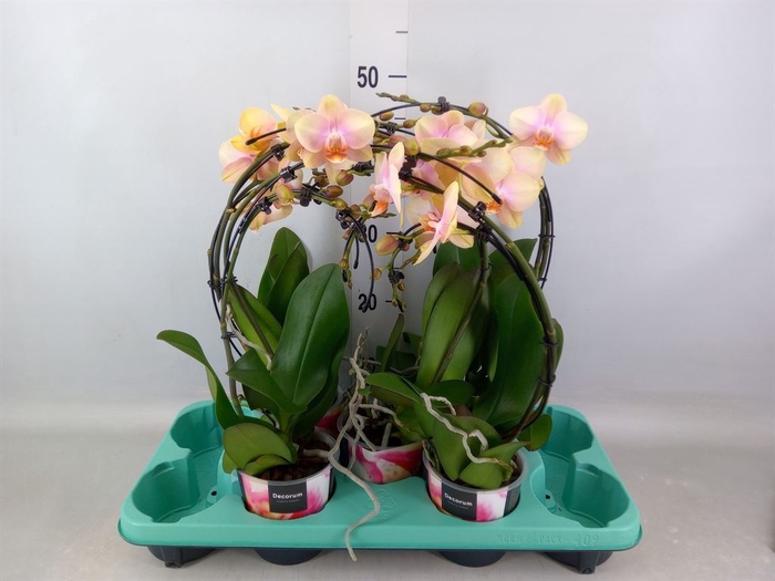 <h4>Phalaenopsis   ...</h4>