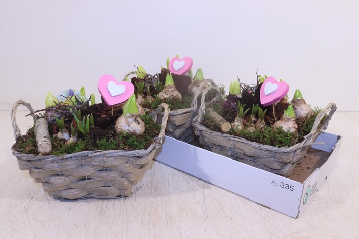 <h4>ARR BOL KNOLGEWAS</h4>