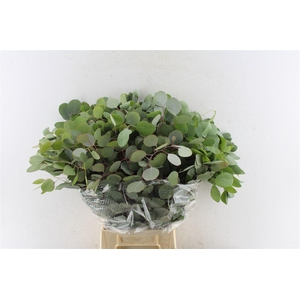 Euca Populus 300 Gram Extra Pt