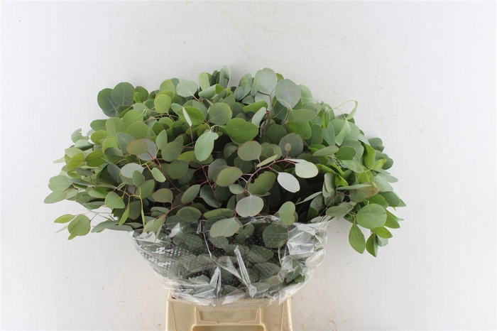 <h4>Euca Populus 300 Gram Extra Pt</h4>