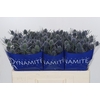 Eryngium Blue Dynamite