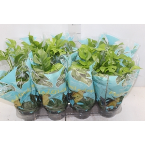 PHILODENDRON MINIMA P15