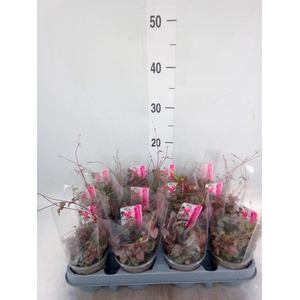 Ceropegia woodii ssp. woodii