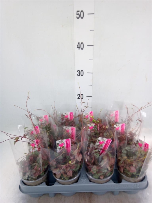 <h4>Ceropegia woodii ssp. woodii</h4>