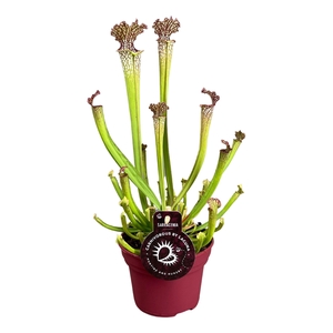 SARRACENIA OV