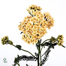 Achillea creme perfection