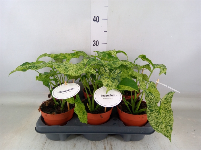 <h4>Syngonium   ...</h4>