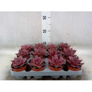 Echeveria  'Taurus'