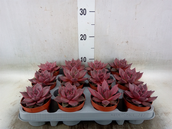 <h4>Echeveria  'Taurus'</h4>