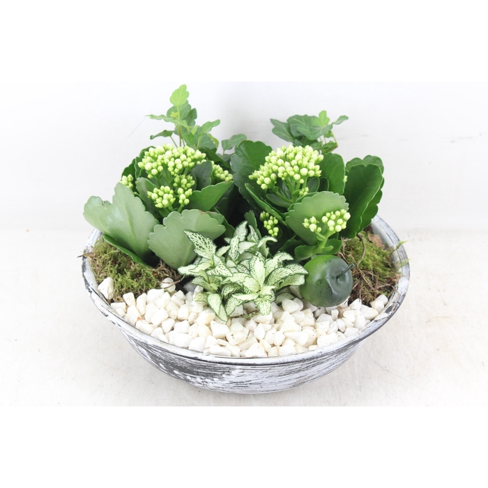 <h4>Arr2 Pl - Zink Antiek Schaal - Wit</h4>