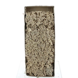 SCHINUS M DEC BES BS CHAMPAGNE H%