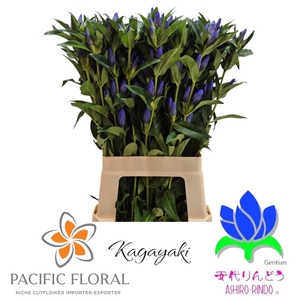 Gentiana 'Blue Sky