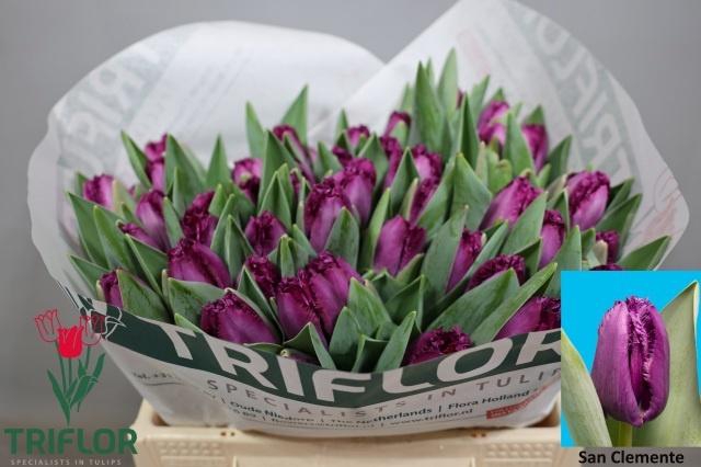 <h4>TU FR SAN CLEMENTE</h4>