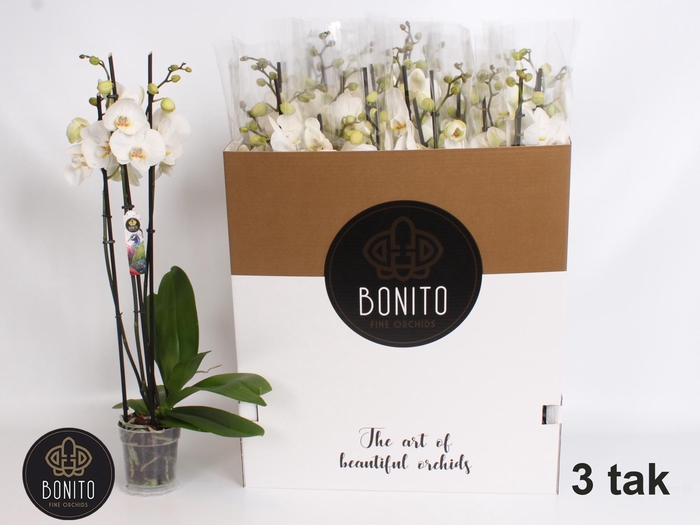 <h4>PHAL SILHOUETTE</h4>