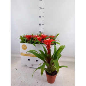 Guzmania  'Confetti'