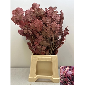 GESTABILISEERD EIK CERISE