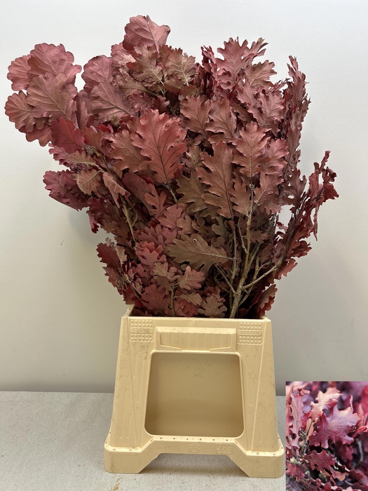 <h4>GESTABILISEERD EIK CERISE</h4>