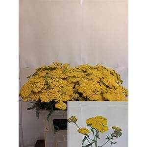 Achillea Moonshine
