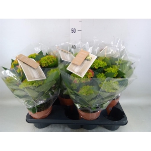 Hydrangea mac. 'Hi Ocean'