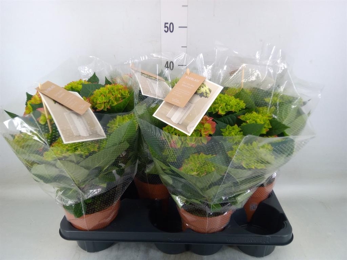 <h4>Hydrangea mac. 'Hi Ocean'</h4>